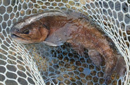 平日はのんびりと ～フィッシングパーク高島の泉～